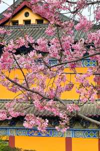 春天，相約東華禪寺清修，感受內心寧靜美好，畀身心放個假吧！