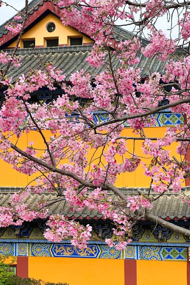 春天，相約東華禪寺清修，感受內心寧靜美好，畀身心放個假吧！