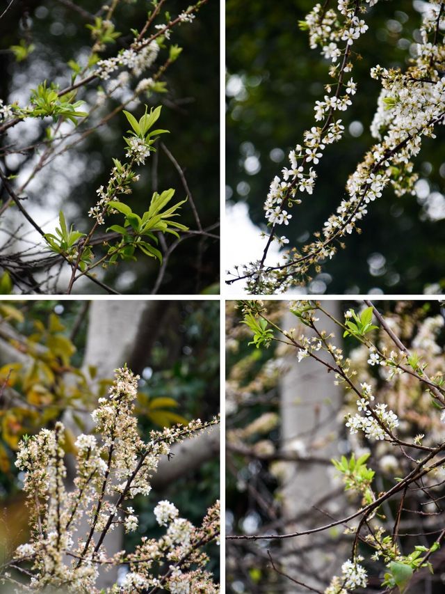仙岳公園踏青攻略！週末帶上小夥伴一起賞花