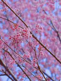 春日賞花慢遊三～四月份南京的浪漫城