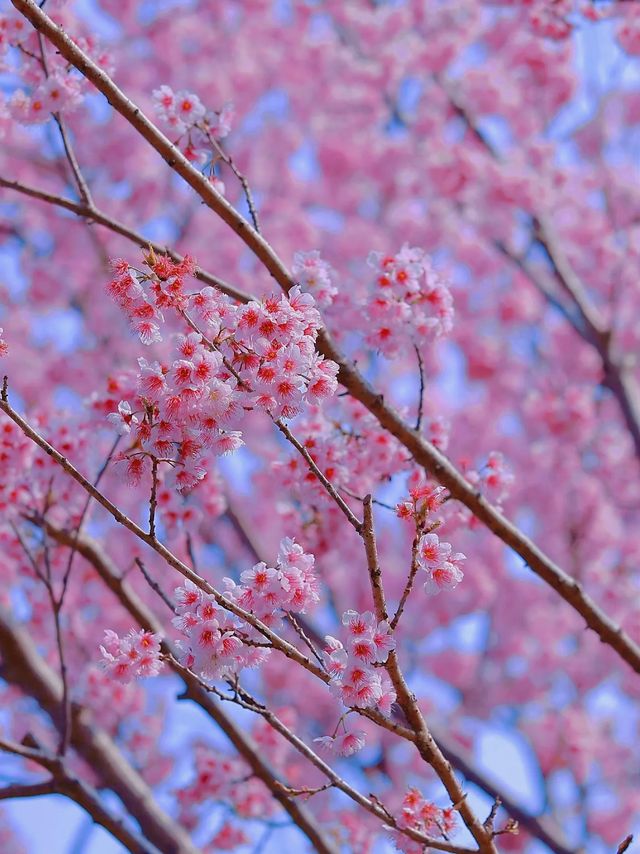 春日賞花慢遊三～四月份南京的浪漫城