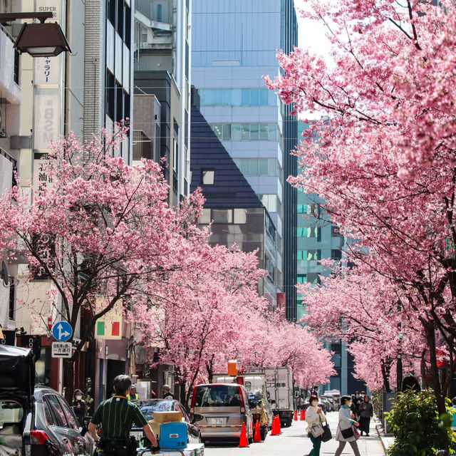 被日本橋春日限定浪漫擊中！粉色花海美到失語🌸 