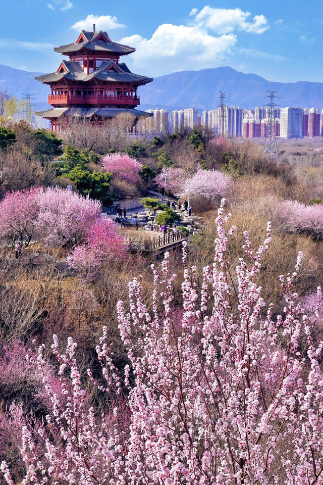 北京賞花新頂流預定！錯過等一年