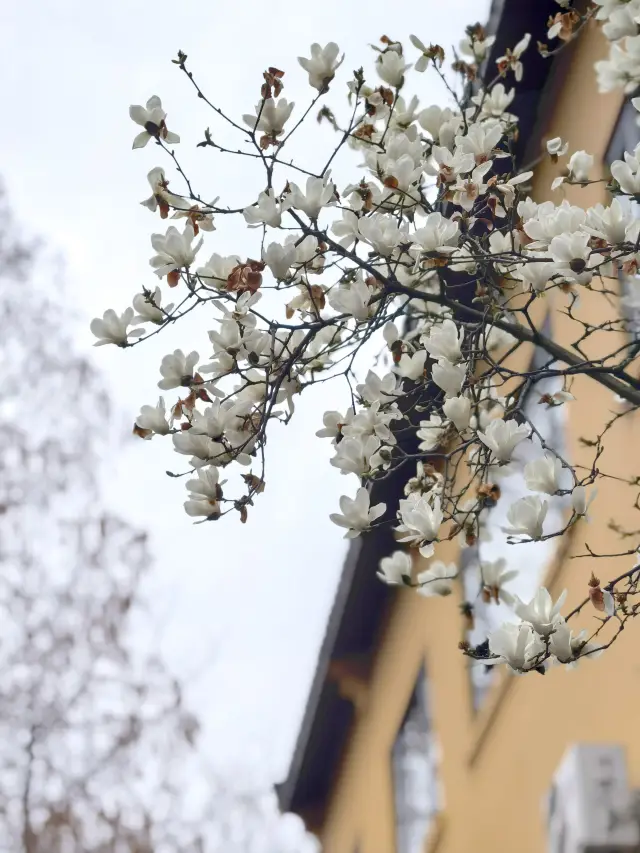 The magnolia blossoms at Longhua Temple have bloomed.