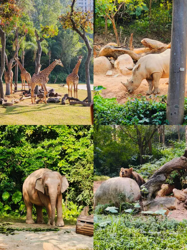 Guangzhou Chimelong: Your First-Time Guide to Chimelong Resort