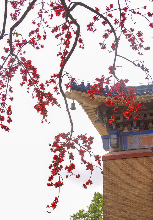 一樹看盡廣州春｜邂逅「中國最美木棉」