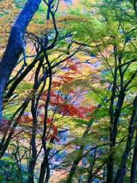 繁花似錦：在萁面公園的靜謐漫步