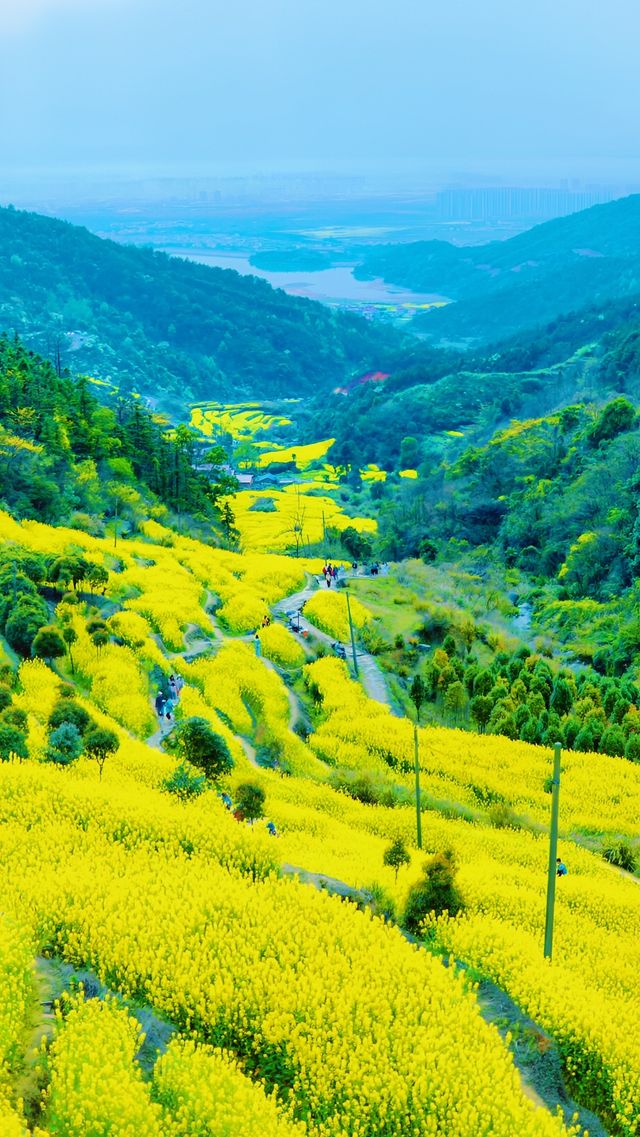 《南昌賞油菜花，最佳地點是哪裡？》