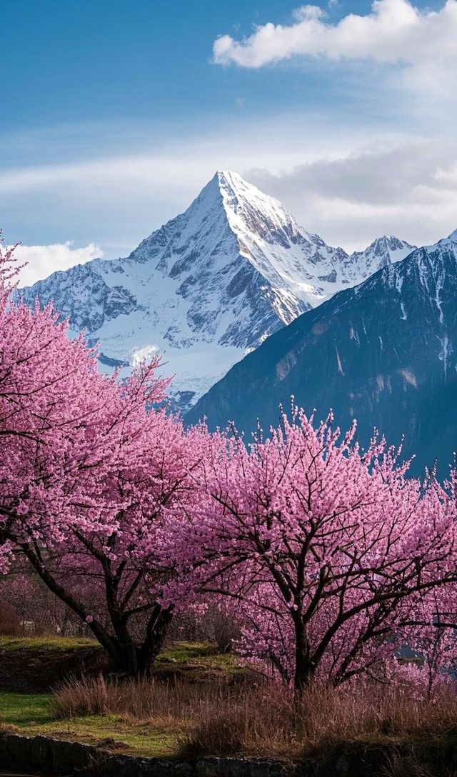 四月芳菲，賞花之旅正當時！解鎖中國四大絕美賞花城市