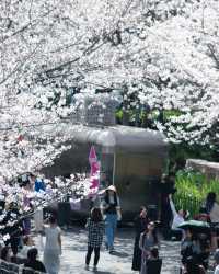 今日賞櫻必到｜虹口足球場櫻花季限定浪漫！