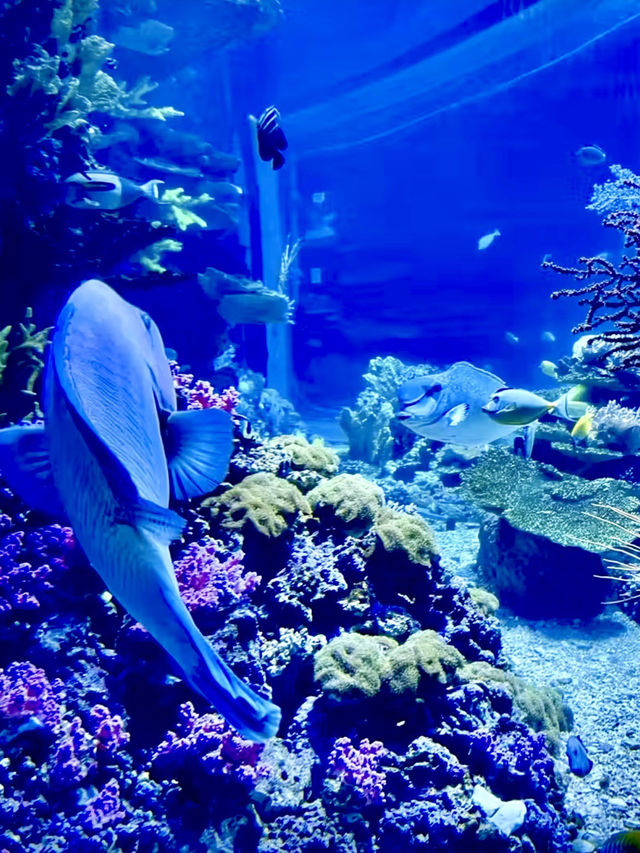 深海奇幻之旅：漫步於歡樂海岸海洋奇夢館