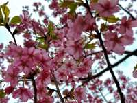 春日限定|無錫南禪寺+鼋頭渚賞櫻花攻略