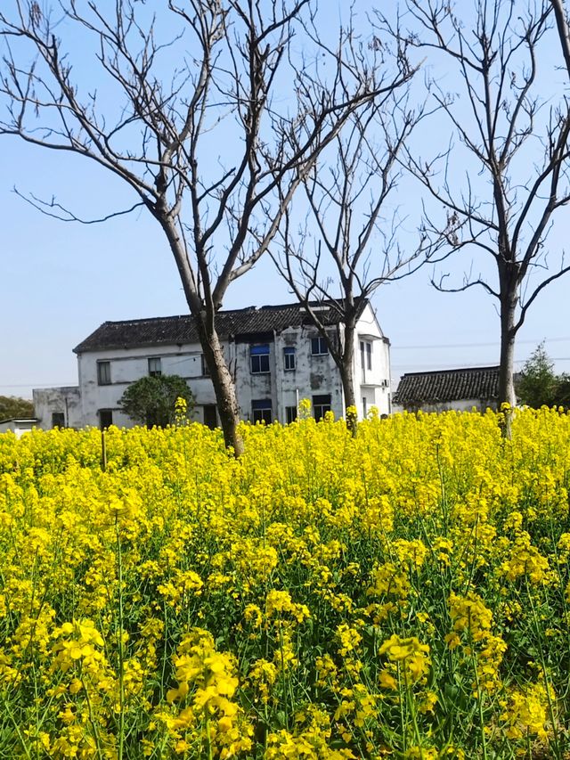 蘇州太倉沙溪春行