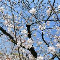 🌸日本福岡櫻花季--舞鶴公園🌸