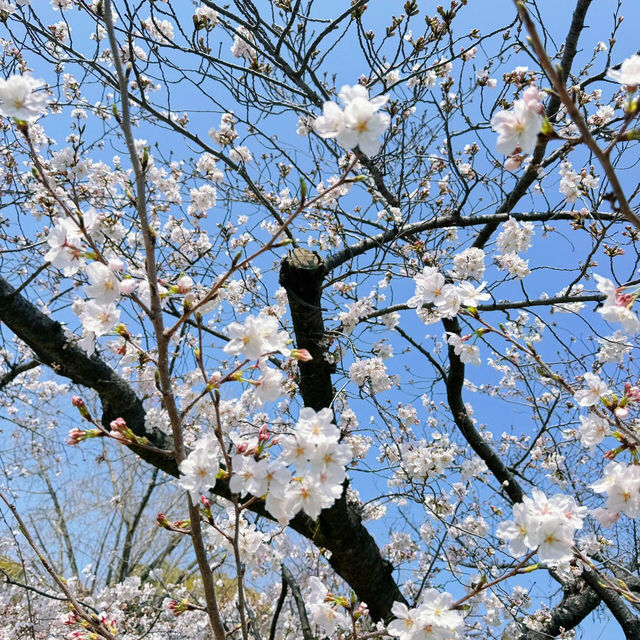 🌸日本福岡櫻花季--舞鶴公園🌸