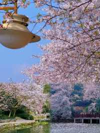 湖南長沙丨4-5月淡季嚟真係好正，人少景靚