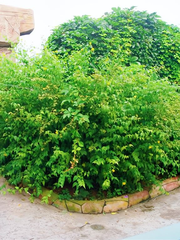 【拉薩春遊】桃花盛開時，解鎖拉薩賞花攻略！