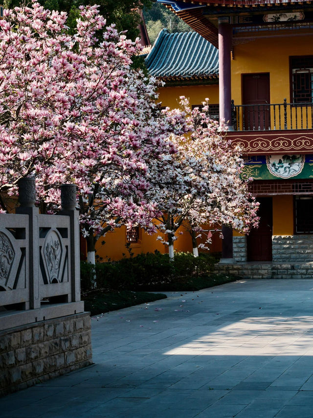 🌸貴陽西普陀寺 | 玉蘭花下的禪意邂逅