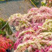 甘坑古鎮丨肆意生長的春🌸
