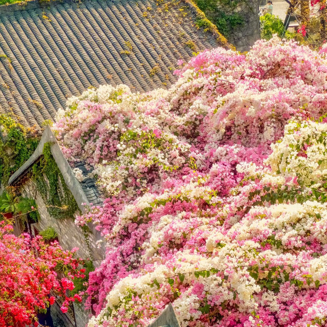 甘坑古鎮丨肆意生長的春🌸