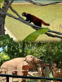 上海動物園 5 大必睇動物，萌翻你！