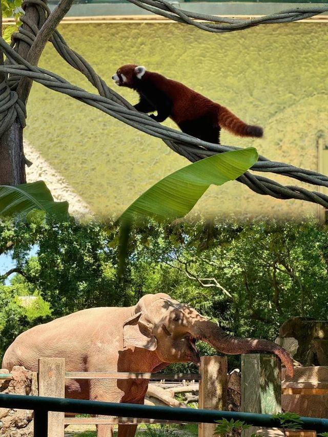 上海動物園 5 大必睇動物，萌翻你！