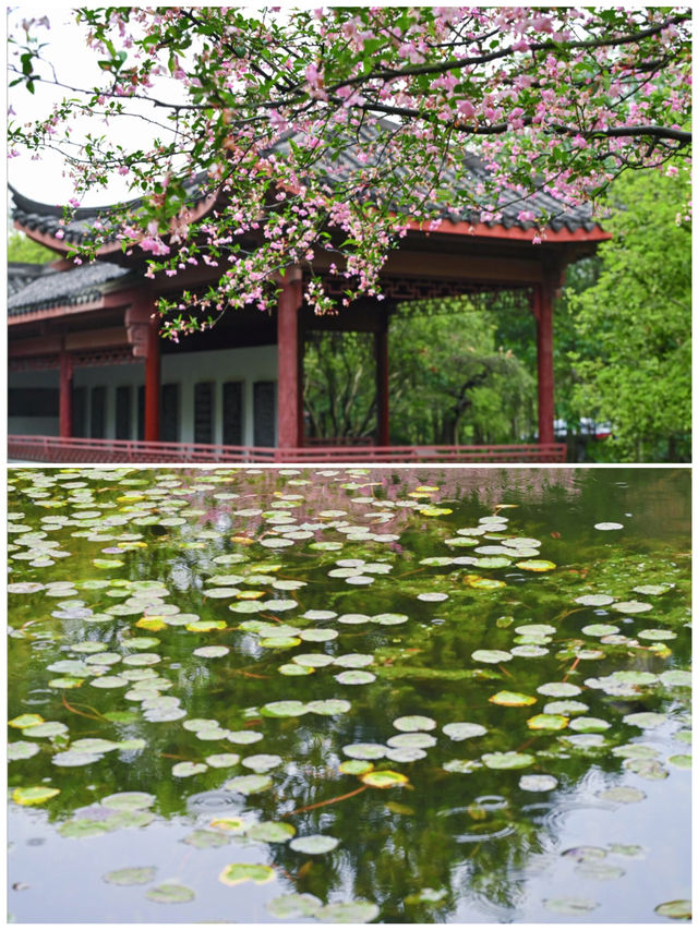 姐妹們👋，我可是個痴迷旅行嘅人，最近啱啱去杭州行咗一圈，4月嘅杭州簡直美若仙境，依家就急不及待想將呢份攻略分享俾大家，一齊踏上呢趟夢幻之旅啦！