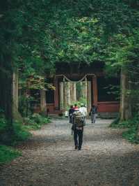 日本景點|絕美杉樹步道！神秘又瑰麗。