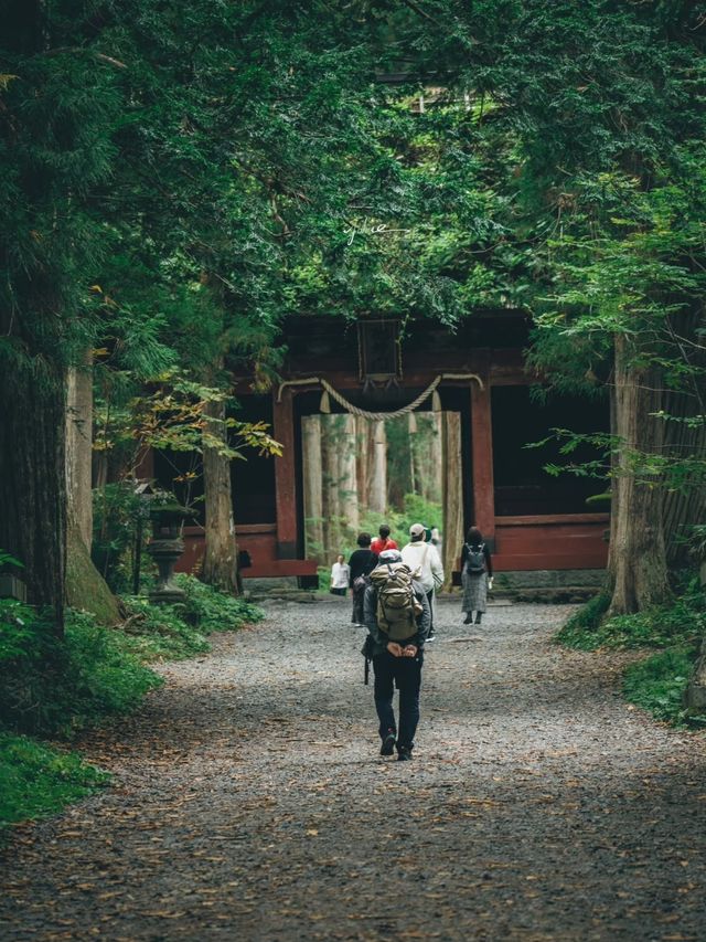 日本景點|絕美杉樹步道！神秘又瑰麗。