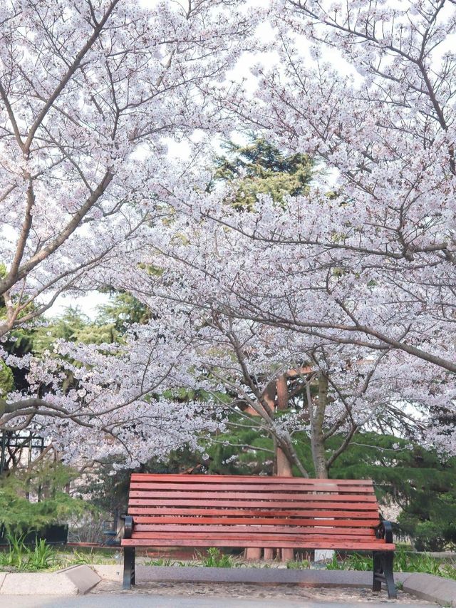 青島賞櫻全攻略：邂逅山海間嘅粉色浪漫