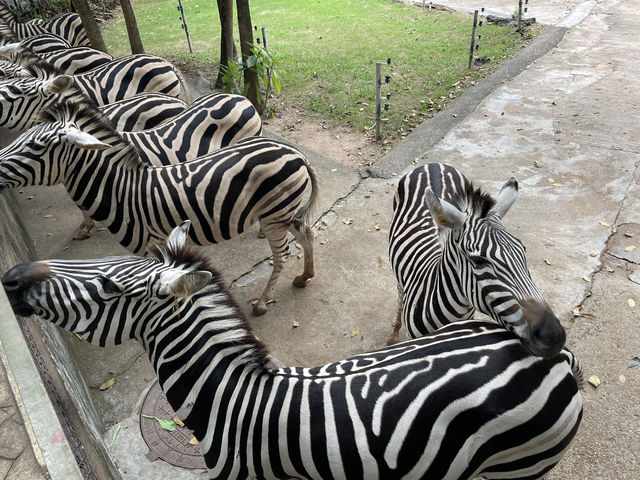 深圳野生動物園玩轉攻略，萌獸奇遇之旅