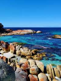 Tasmania wonders of animal kingdom #tasmania