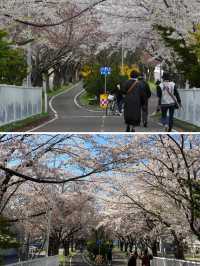 札幌賞櫻花～五月也不晚，剛好可以安排在五一出行！