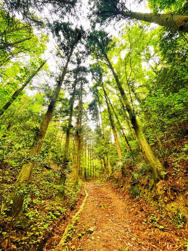 吸氧寶藏地！在天目山沉浸式感受自然靈氣