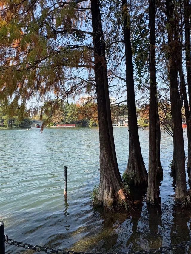 打卡荔灣湖公園 邂逅嶺南水鄉