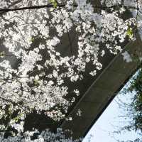 🌸武漢櫻花公交站，邂逅限定春日浪漫！