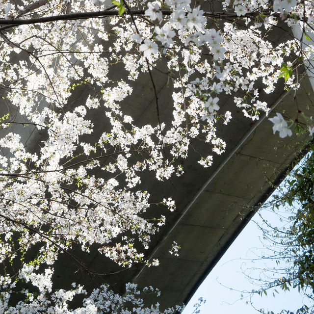 🌸武漢櫻花公交站，邂逅限定春日浪漫！