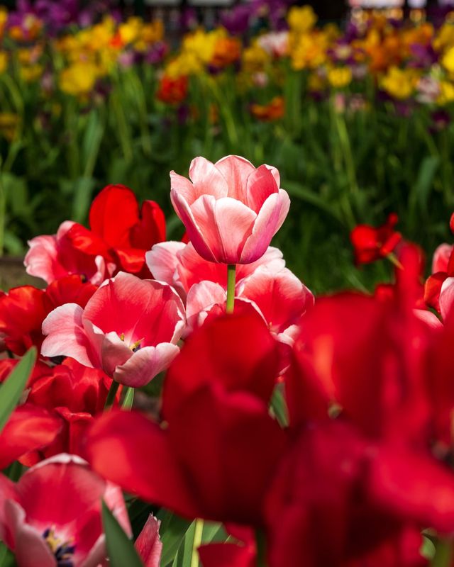中山公園春日賞花：一場不期而遇嘅浪漫邂逅
