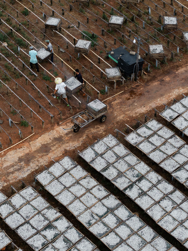 越南 | 我用9張圖，記錄下豐收嘅越南