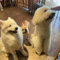 🐾 ☕️ Paws & Lattes at VE Café, Shinan 