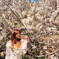 🌸 Springtime Magic at Dalao Cherry Blossom Valley