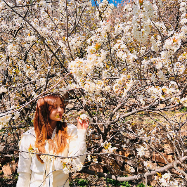🌸 Springtime Magic at Dalao Cherry Blossom Valley