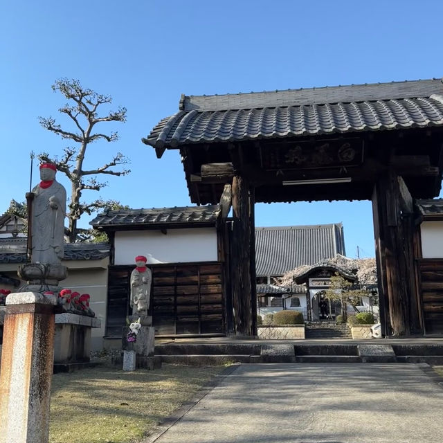 名古屋小眾賞櫻寶地 | 香穡積院的櫻花之約