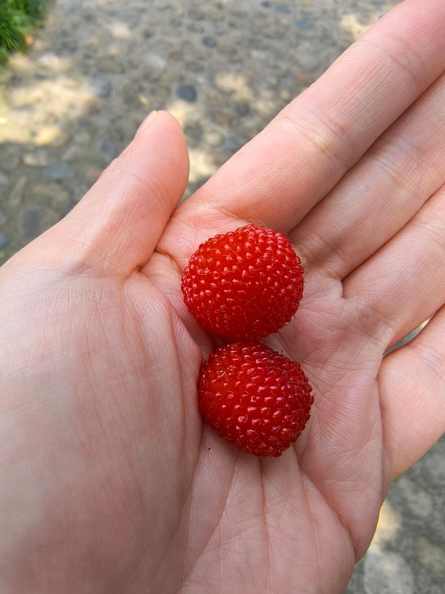 武夷山融景墅酒店：與果香撞個滿懷的初夏秘境