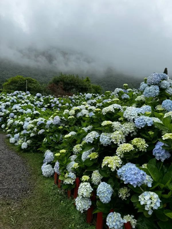 🌸 台灣散步｜陽明山·竹子湖｜山谷裡的繡球花