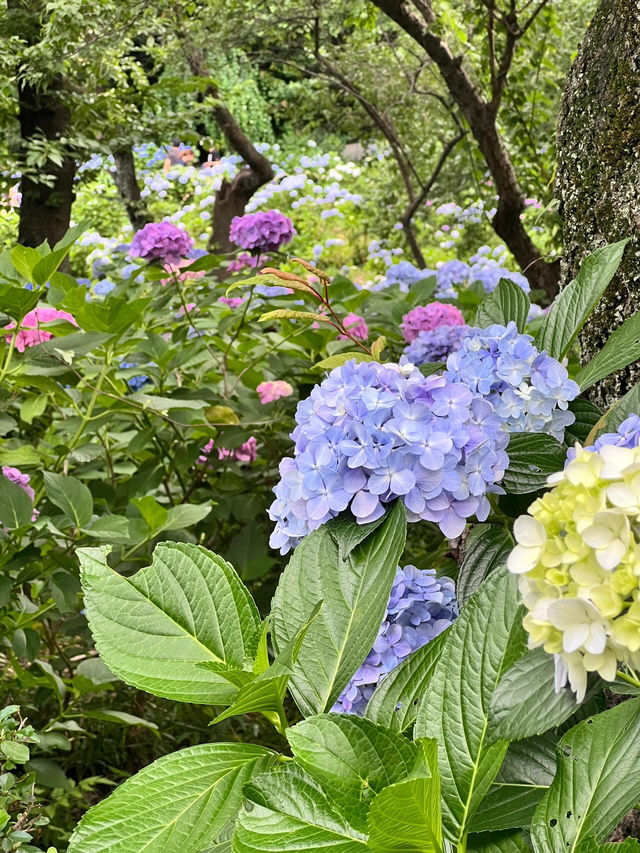 妙樂寺 | 繡球花下的悠閒時光