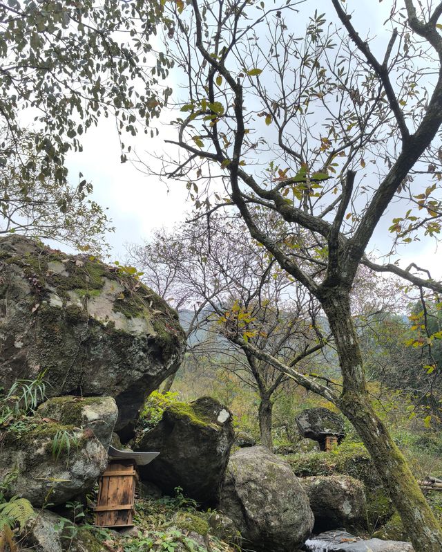 《山靄深處：與簷角苔衣的千年私語》