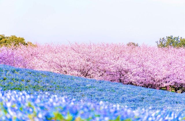 花海騎遊·與鯊共舞：探索福岡海之中道