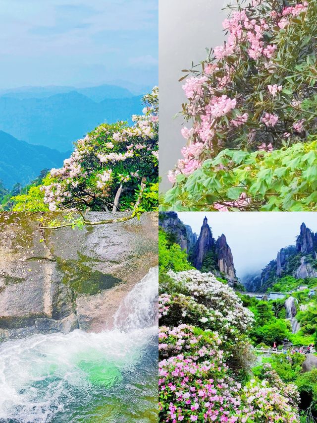 三清山6月杜鵑尾期攻略！抓住花海最後驚艷