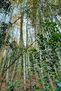 江浙滬徒步  一幅優美嘅富春山居圖